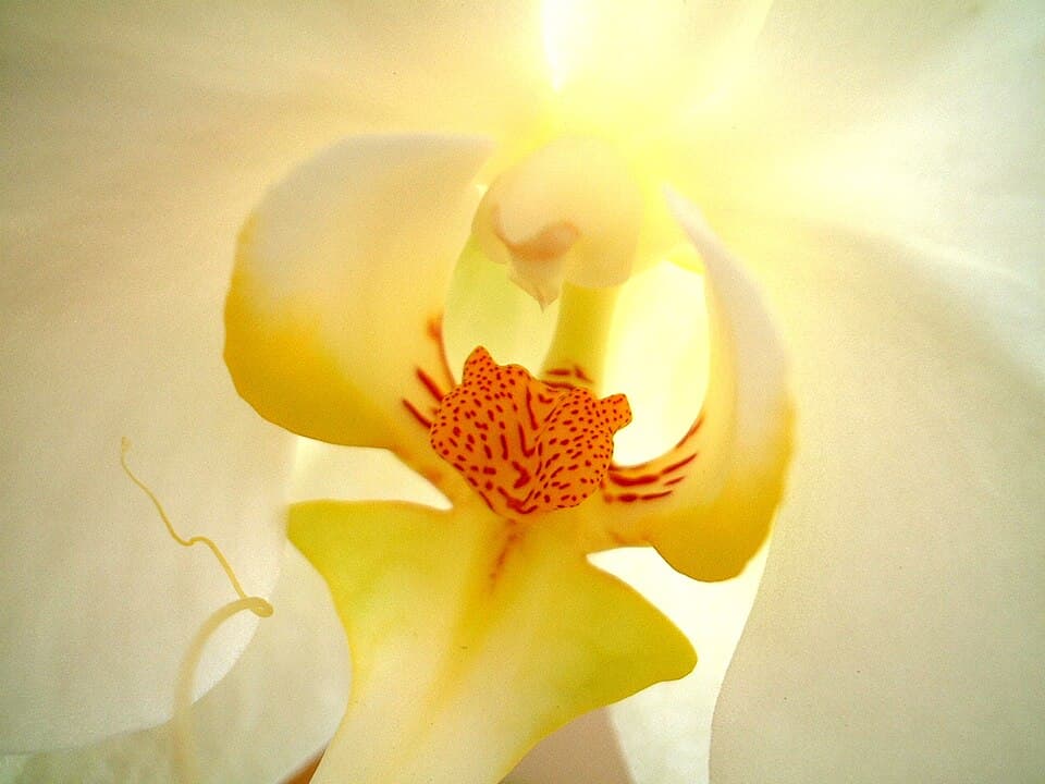 Craft's Kit: Orchida in cough